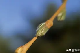 涨姿势啦！这些含苞待放的花蕾你认识吗？园林专家来帮你辨别图片