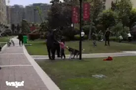 无牵绳哈士奇被保安用棍子活活打死：如何避免孩子被狗咬？图片
