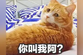 猫咪的古怪行为大赏！你家主子占了几条？图片