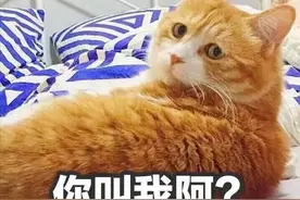 猫咪的古怪行为大赏！你家主子占了几条？图片