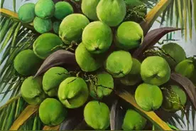 椰果满枝椰花香——评陈德雄油画作品《椰》图片