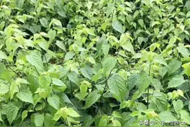 它叫“豆腐树”，不仅能做豆腐，还可以做凉粉，山里很常见图片