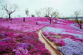 8种漂亮花，沾土就成活，花开200天，花如“大牡丹”图片