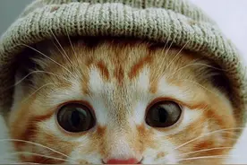 猫咪不能吃的东西，铲屎官注意了图片