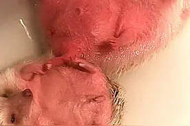给刺猬洗热水澡，玩游戏把它忘记了，冲进浴室一看，几成熟了图片