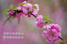榆  叶  梅图片