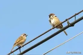 人为什么会触电？图片