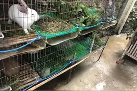 兔子的养殖成本和利润清算，养兔子赚不赚钱一目了然图片