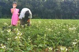 小小“臭花菜”，做出大文章图片