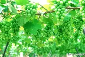 尿素、芸苔素、硼肥如何与磷酸二氢钾搭配图片
