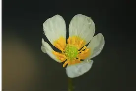 黑鳍鳈四处游，萤火虫飞进城，5千多类物种北京“安家”图片