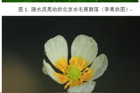 黑鳍鳈四处游，萤火虫飞进城，5千多类物种北京“安家”图片