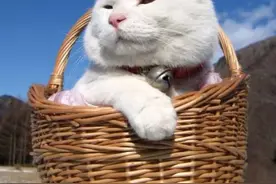 万科也养猪了，一文读懂周期股变迁的奥秘图片