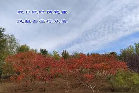 云去云归，北雁南飞图片