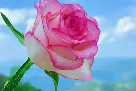 壁纸美图，花儿美到极致，令人陶醉图片