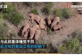 无人机再抓拍北迁象群睡觉：有的象站睡也有的躺睡图片