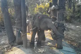 世界动物保护协会发布泰国旅游业视频 揭露驯象全过程图片