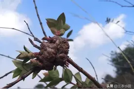 此为“瘿木”，价值不可估量，山上遇见，请珍惜图片