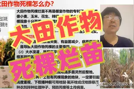 大田作物死棵烂苗怎么办？死苗烂棵？「农艺师讲农业」图片