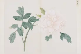 李渔《闲情偶寄》：品“花王”“花相”，观世态世相图片