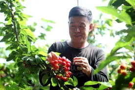 大棚樱桃长势喜人图片