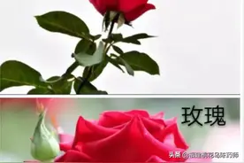 一文认识中药姐妹花一一玫瑰花和月季花图片