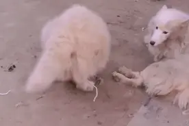 山东：繁殖犬有多惨，以狗肉价卖狗肉馆，想救它们却要一千一只图片