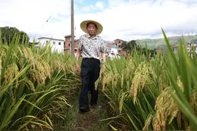 碗中有米，心中有你！感谢他，让“莱斯特之问”成了历史笑话图片