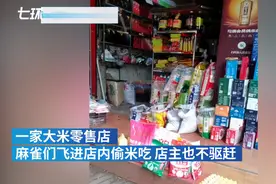米店每天有上百只麻雀偷吃，老板：生态好，损失点不算什么图片