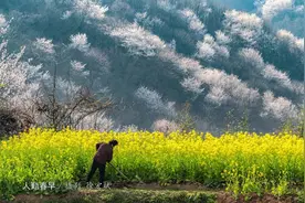 光山王母观：满山樱花争斗艳，宛如仙境图片