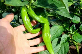 阳台种辣椒，一个小秘诀，挂果多了几十个，3棵就能吃一年图片