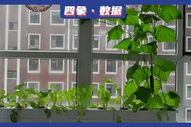 中国人为种菜有多拼：阳台种菜真能蔬菜自由？图片