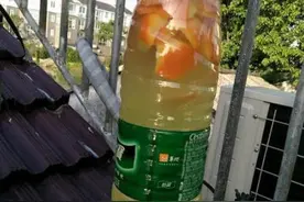 “淘米水”是好东西，哪些花卉适合使用呢？偷偷告诉你图片