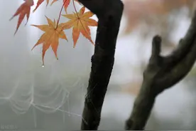 娘走了，就好似没有娘家了图片