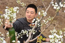 李子树上挂瓶子，这种情况你见过没？果农到底是想干啥？图片
