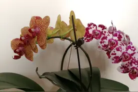 刚学养蝴蝶兰，问一下花友们，蝴蝶兰可以用透明花盆养吗？图片