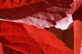沉思往事立残阳：师母的国庆旧事图片