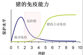 从产房断奶到70天时间段的猪要怎么养？图片
