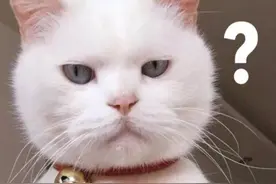 你家猫咪是不是也爱抓沙发呢？那我们该怎么办呢？图片