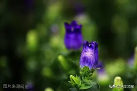 人活一辈子，平平安安就好图片