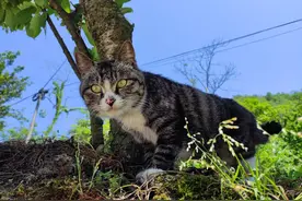 截肢猫咪——狸花的故事图片