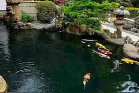 日本庭院——有水景的小庭园图片