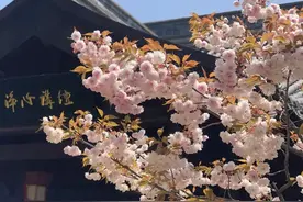 【文化博览】黄柏山狮子峰：春风徐来 繁花盛开…图片