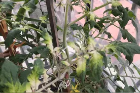西红柿的叶子这样了，什么情况图片