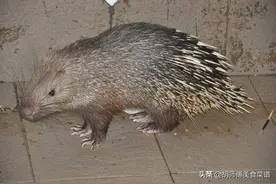 除了蝙蝠，这18种动物肉都是野生的，为了家人健康，一定要管住嘴图片