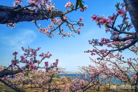 河南洛阳：陆浑水库，十里桃花竞芳菲图片