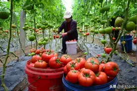 苍南县15万吨西红柿滞销，价格每斤跌到4毛，人们的口味变了？图片