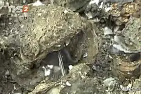原来养殖生蚝还有这个步骤，没见过的进来开开眼，很有趣的做法视频封面