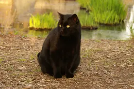 故事：小区陆续有人遇害，女孩无意捡回家的黑猫，引出幕后真凶图片