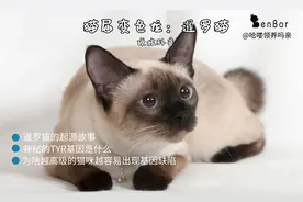 猫界变色龙：暹罗猫，为啥会变色？这就是一份最专业的科普图片